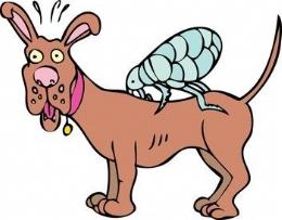 How are fleas removed in dogs