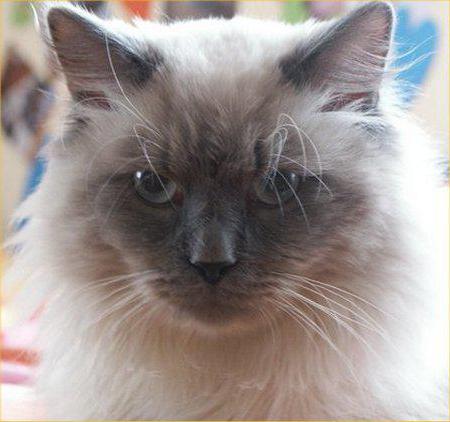 невская маскарадная кошка описание породы