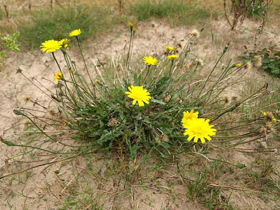 kulbaba autumn honey plant