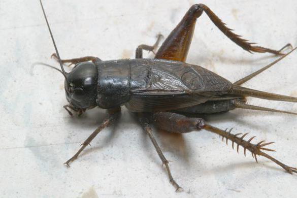 what do crickets eat at home