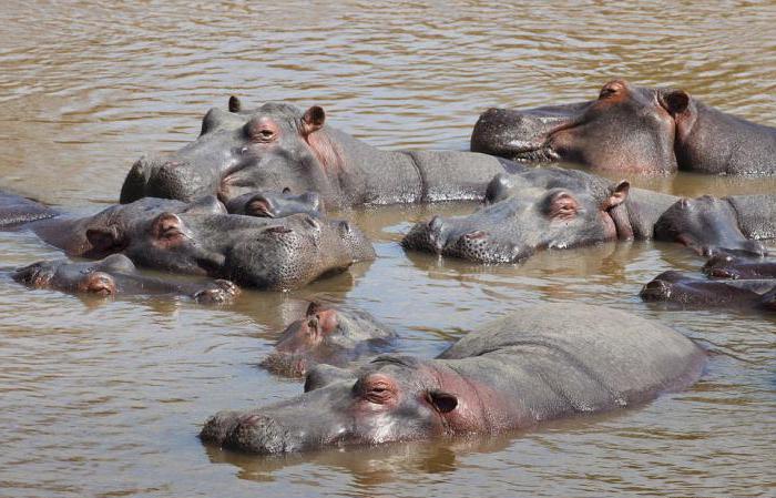 hippo and hippo differences