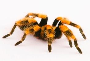 паук черный с желтыми полосками