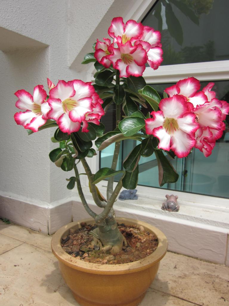 fat adenium on the windowsill