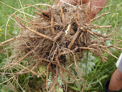 tincture of golden root