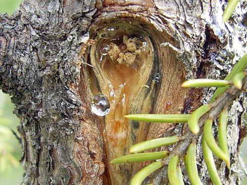 cedar gum properties