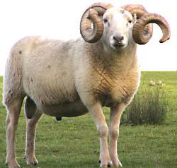 есть ли рога у овцы