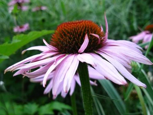 echinacea planting and care