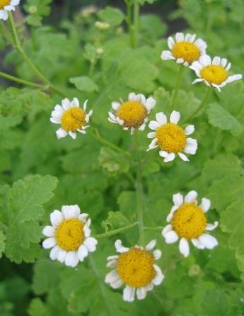 feverfew landing and care