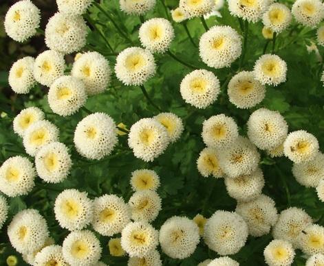 feverfew flowers