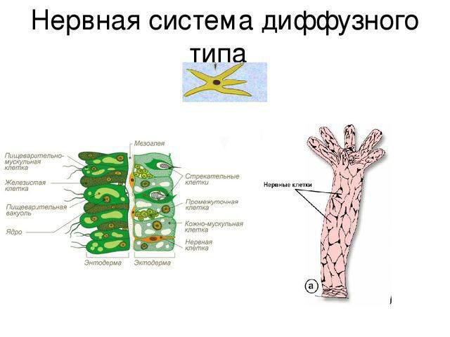 Диффузная нервная система схема