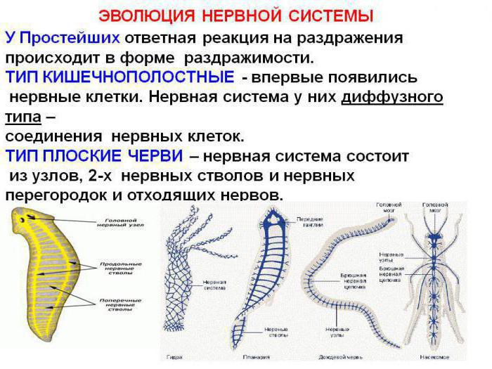 кольчатые черви имеют нервную систему диффузного типа