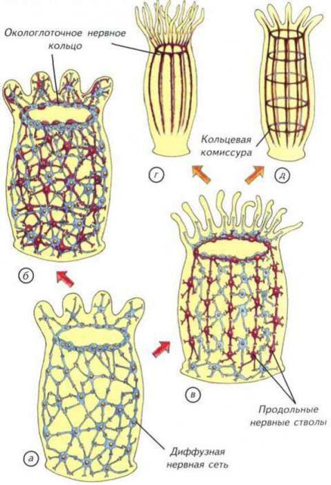 нервная система плоских червей диффузного типа