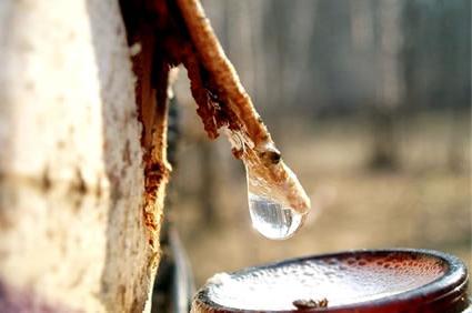 homemade kvass from birch juice