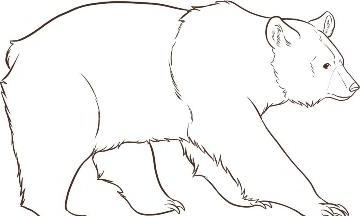как нарисовать медведя поэтапно