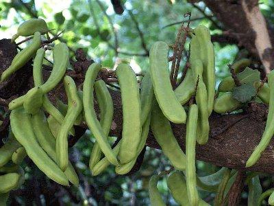 locust bean gum