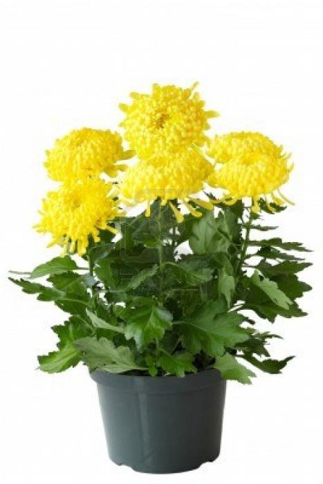 varieties of chrysanthemums