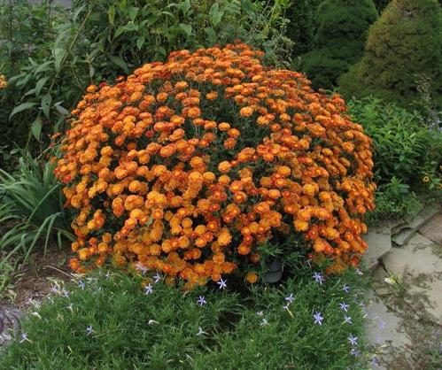 perennial chrysanthemum