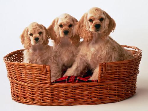 american cocker spaniel Price