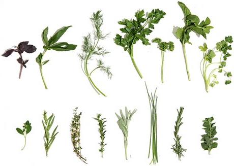 spicy herbs list