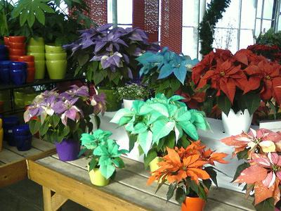 poinsetia flower care