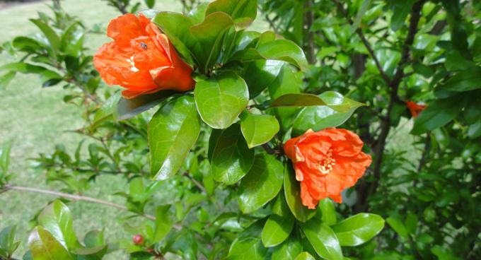 how pomegranate grows photo