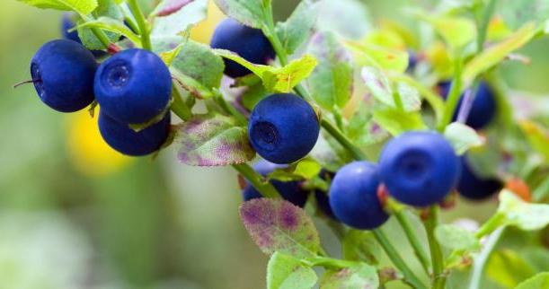 blueberries planting and care