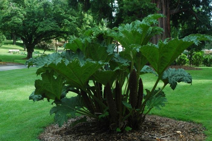 rhubarb photo