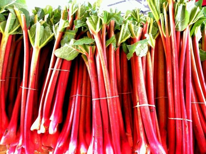 rhubarb cultivation