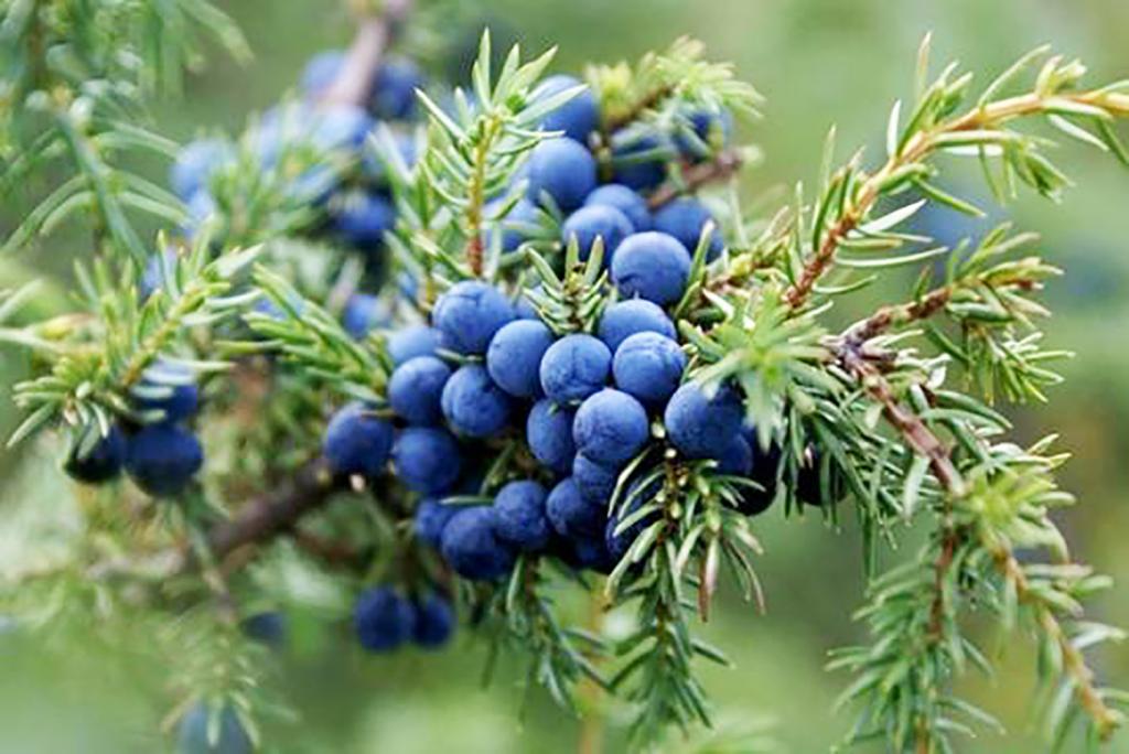 juniper oil