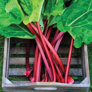 What to cook from rhubarb