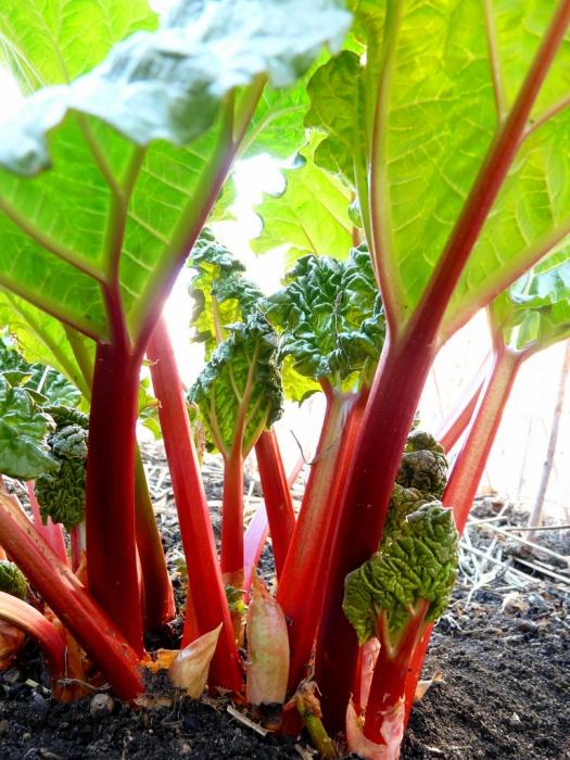 How to Make Rhubarb Jam