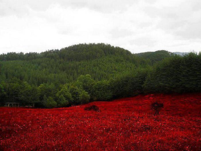 Болгарский флаг, фото