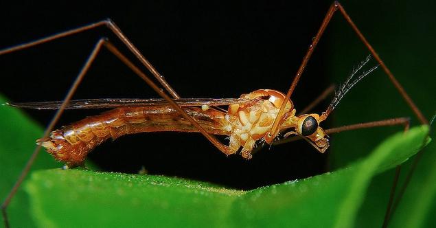 the biggest mosquitoes in the world