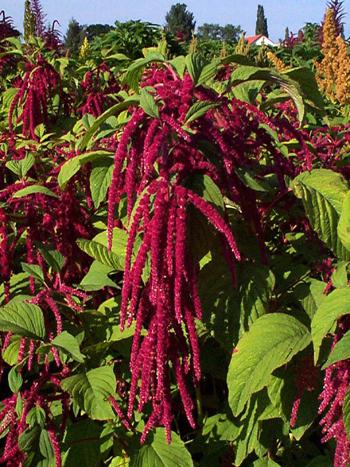 amaranth flower