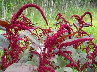 amaranth Price