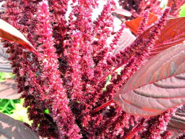 amaranth flowers photo