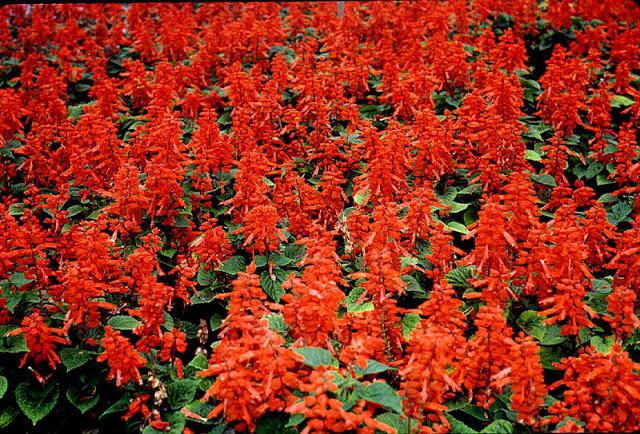 flower salvia red