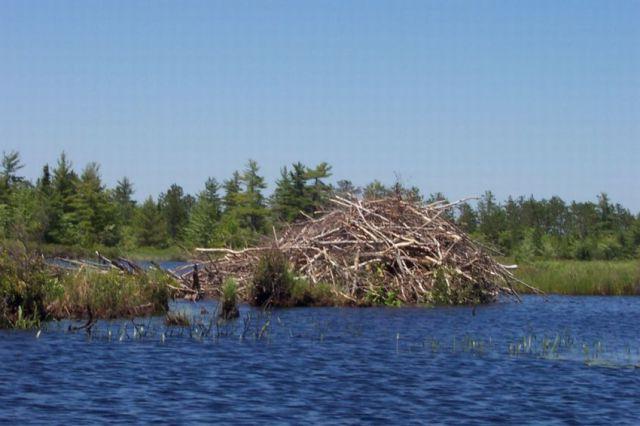 beaver house