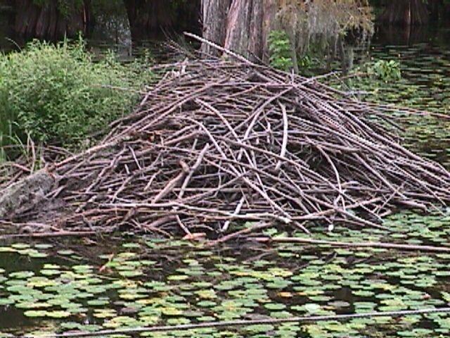 beaver home