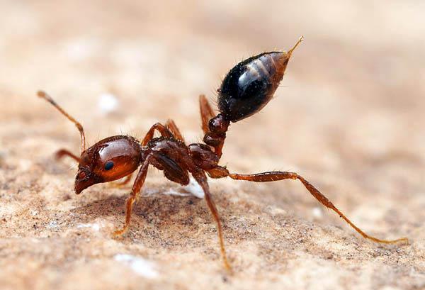 10 самых опасных насекомых мира