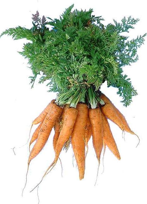 ботва моркови полезные свойства