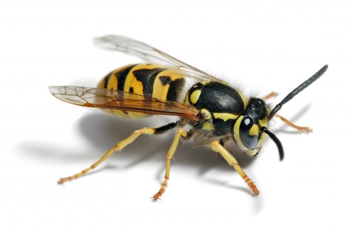 how a wasp bites