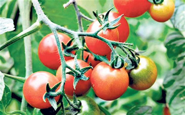 томаты устойчивые к фитофторозу