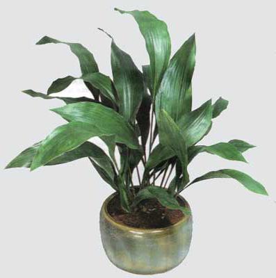 aspidistra flowers