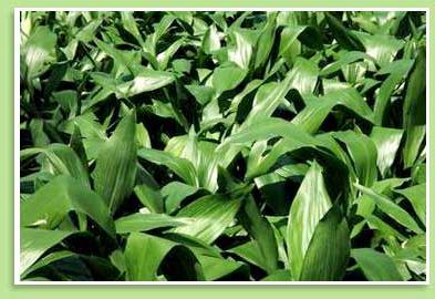 aspidistra flower