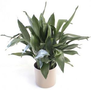 aspidistra care