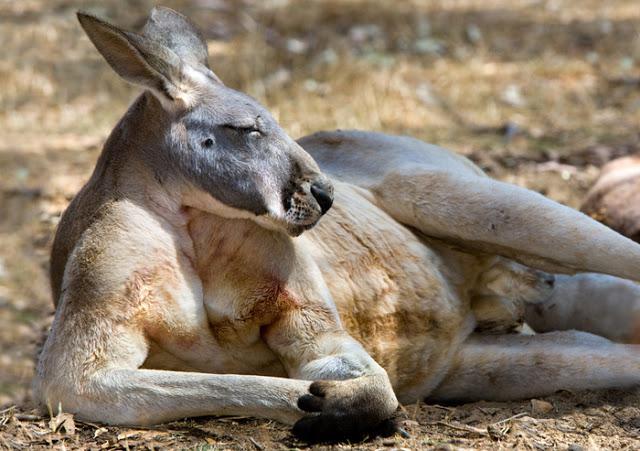 где живут кенгуру в австралии