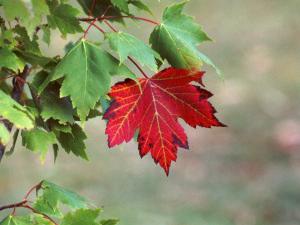 maple tree fruits