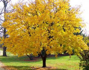 maple life span