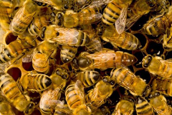 как избавиться от диких пчел